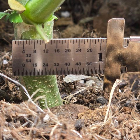 Bigfoot Baked Alaska  growlog timeline photo