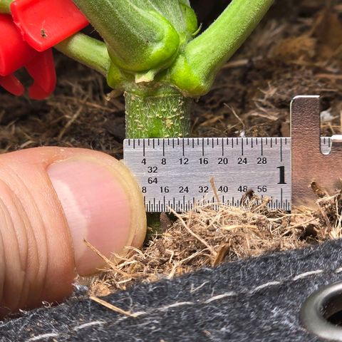 Cream Cheese  growlog timeline photo