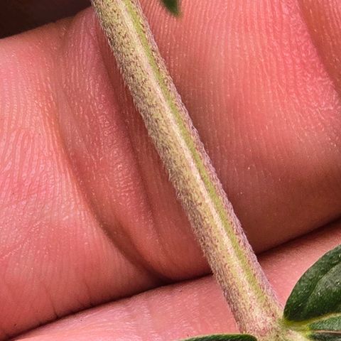 Cream Cheese  growlog timeline photo