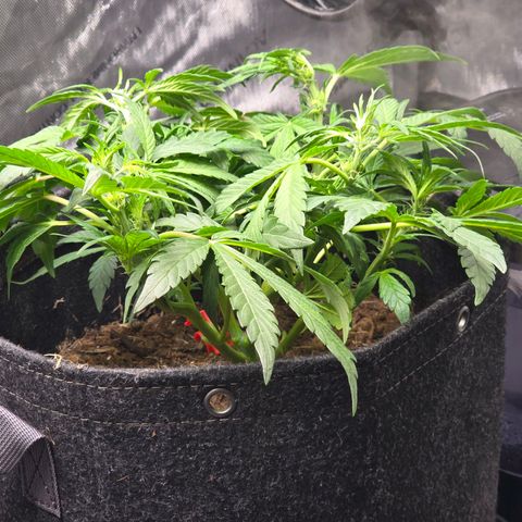 Cream Cheese  growlog timeline photo