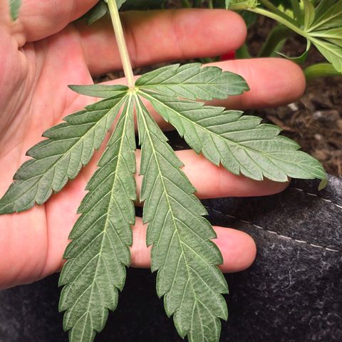 Cream Cheese  growlog timeline photo