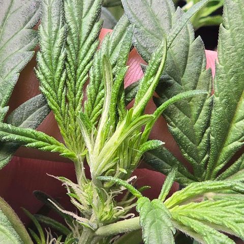 Cream Cheese  growlog timeline photo