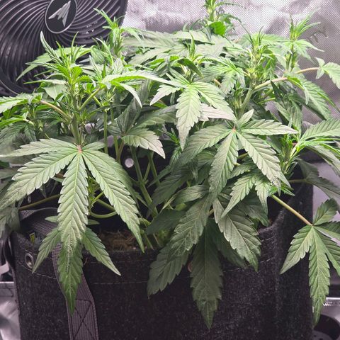 Bigfoot Baked Alaska  growlog timeline photo