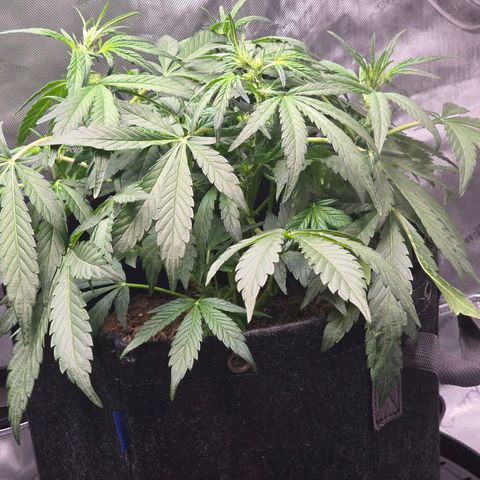 Cream Cheese  growlog timeline photo