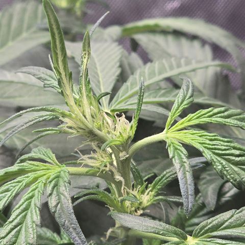 Cream Cheese  growlog timeline photo