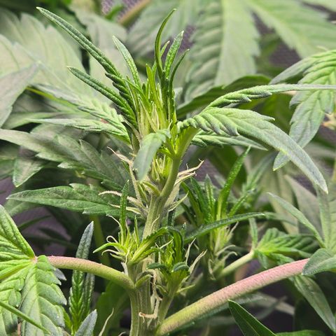 Bigfoot Baked Alaska  growlog timeline photo