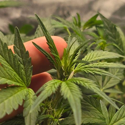 Bigfoot Baked Alaska  growlog timeline photo