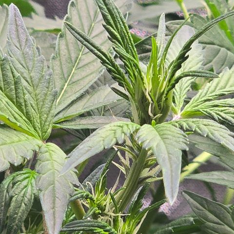 Bigfoot Baked Alaska  growlog timeline photo
