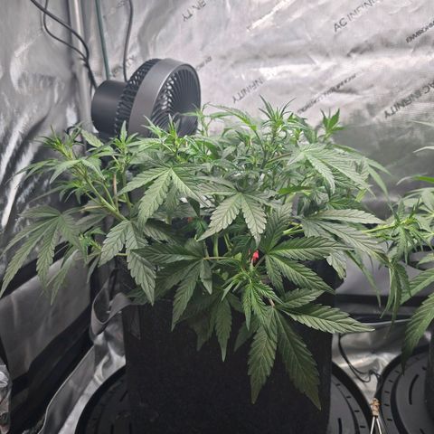 Bigfoot Baked Alaska  growlog timeline photo