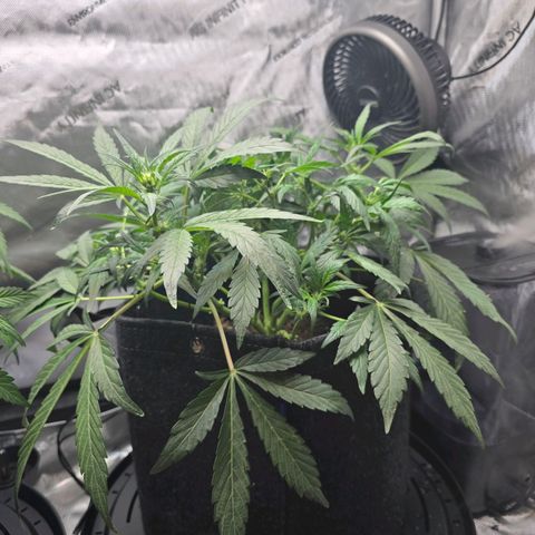 Cream Cheese  growlog timeline photo
