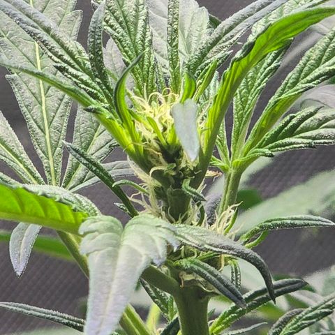 Cream Cheese  growlog timeline photo