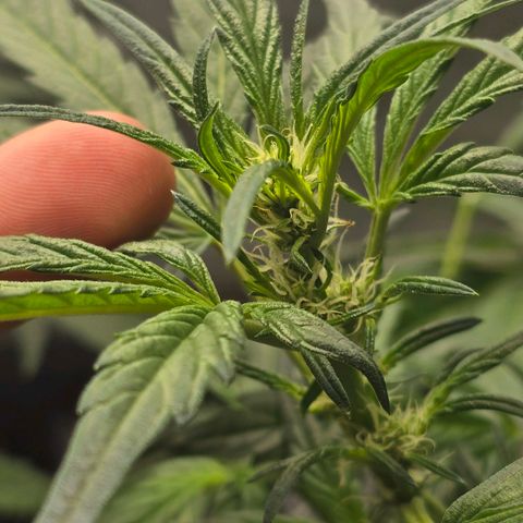 Cream Cheese  growlog timeline photo