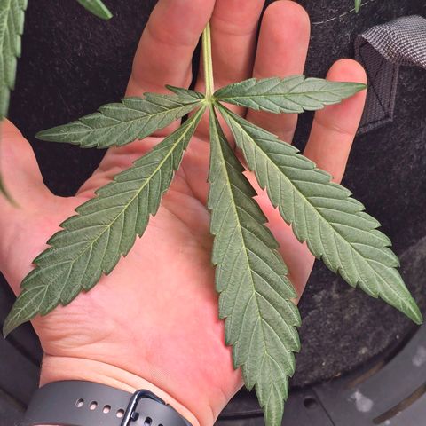 Cream Cheese  growlog timeline photo