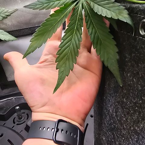 Bigfoot Baked Alaska  growlog timeline photo