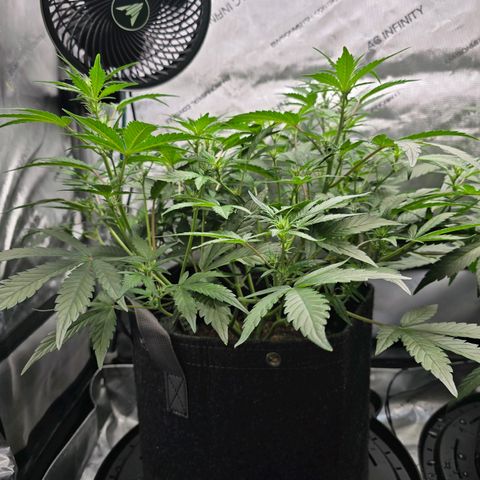 Bigfoot Baked Alaska  growlog timeline photo