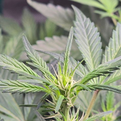 Bigfoot Baked Alaska  growlog timeline photo