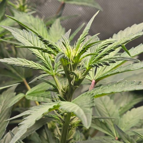 Bigfoot Baked Alaska  growlog timeline photo