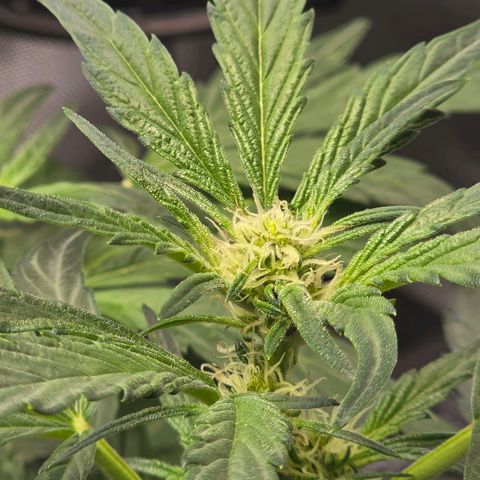 Cream Cheese  growlog timeline photo