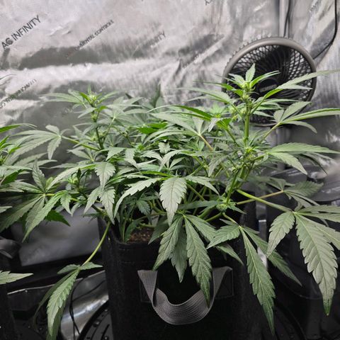 Cream Cheese  growlog timeline photo