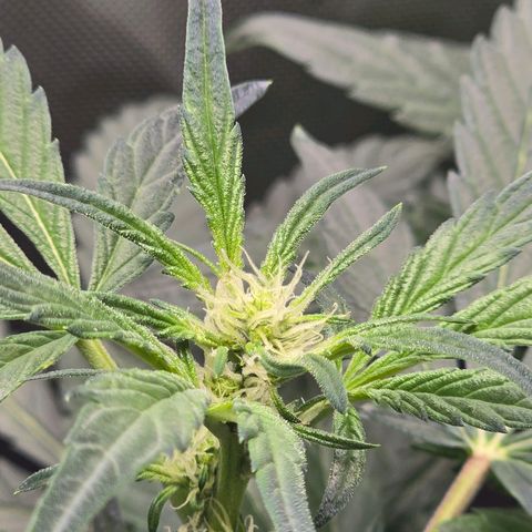 Cream Cheese  growlog timeline photo