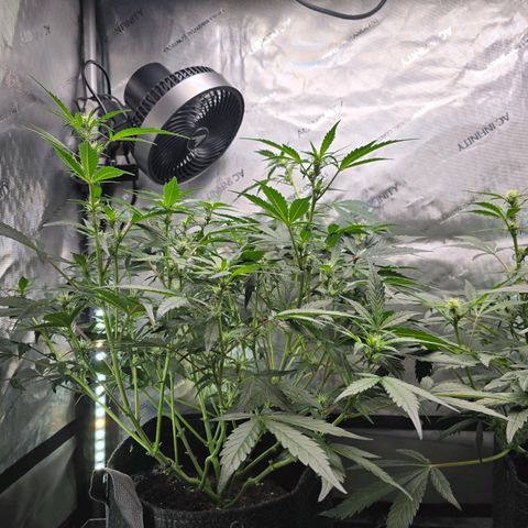 Bigfoot Baked Alaska  growlog timeline photo