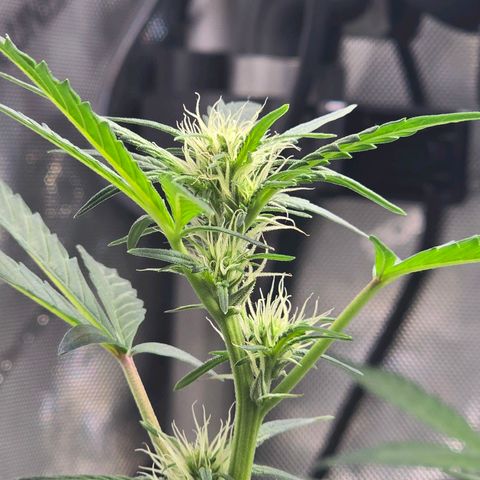 Bigfoot Baked Alaska  growlog timeline photo