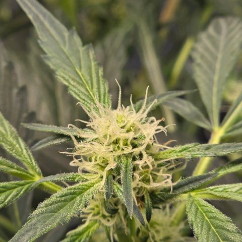 Cream Cheese  growlog timeline photo