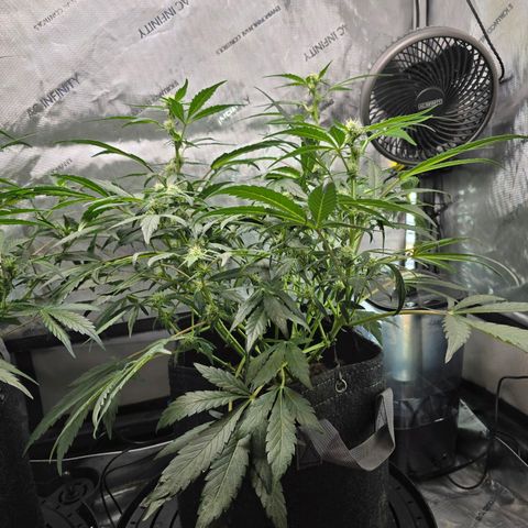Cream Cheese  growlog timeline photo