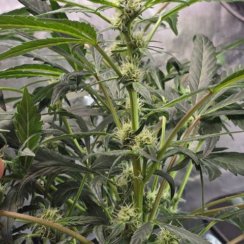 Cream Cheese  growlog timeline photo