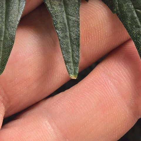 Bigfoot Baked Alaska  growlog timeline photo
