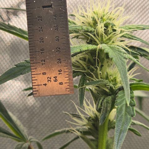 Bigfoot Baked Alaska  growlog timeline photo