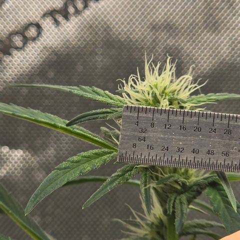 Bigfoot Baked Alaska  growlog timeline photo