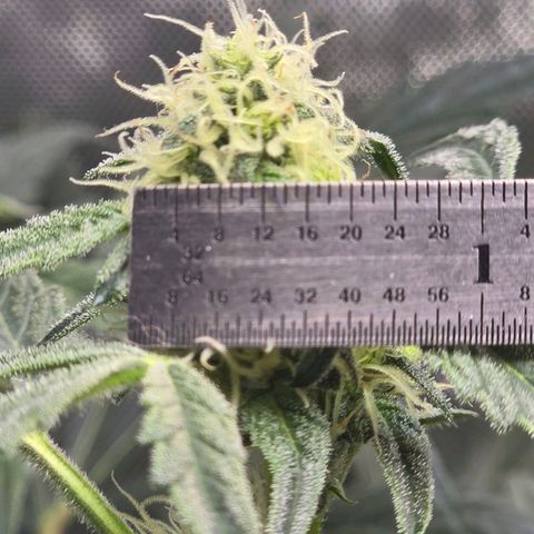 Cream Cheese  growlog timeline photo
