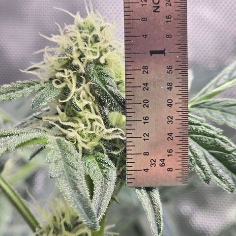 Cream Cheese  growlog timeline photo
