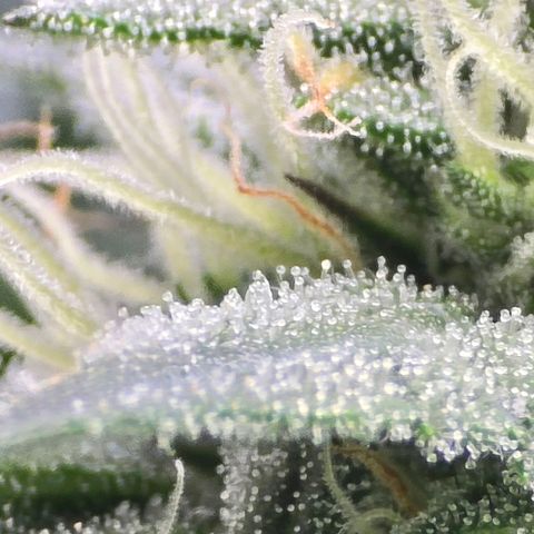Bigfoot Baked Alaska  growlog timeline photo
