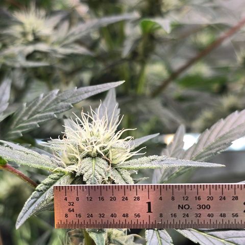 Bigfoot Baked Alaska  growlog timeline photo