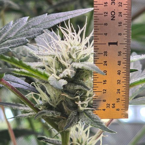 Bigfoot Baked Alaska  growlog timeline photo
