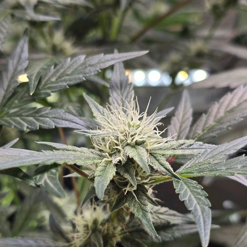 Bigfoot Baked Alaska  growlog timeline photo