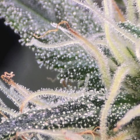 Bigfoot Baked Alaska  growlog timeline photo