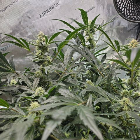 Cream Cheese  growlog timeline photo