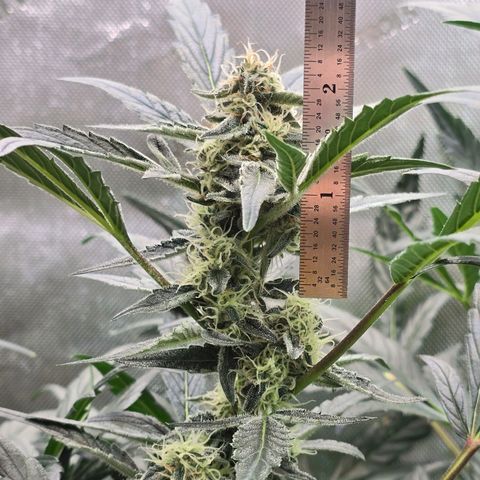 Cream Cheese  growlog timeline photo