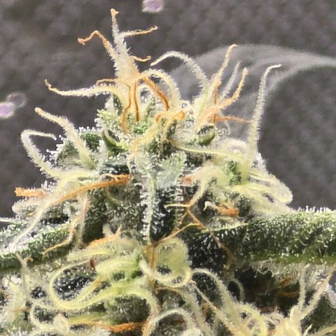Cream Cheese  growlog timeline photo
