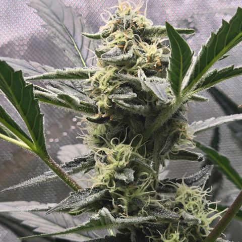 Cream Cheese  growlog timeline photo