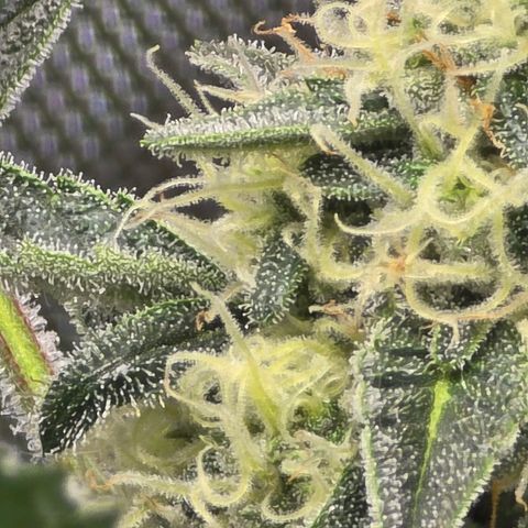 Cream Cheese  growlog timeline photo