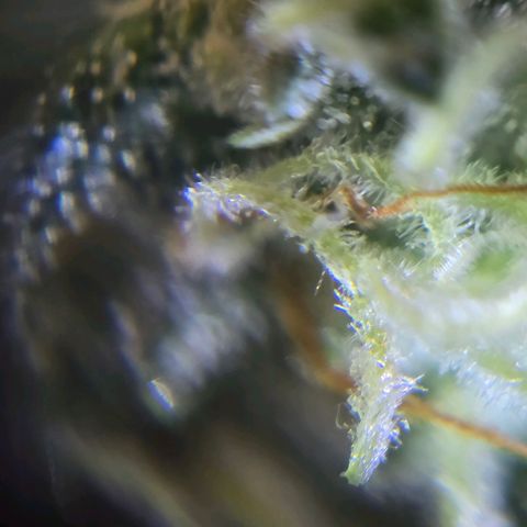 Cream Cheese  growlog timeline photo