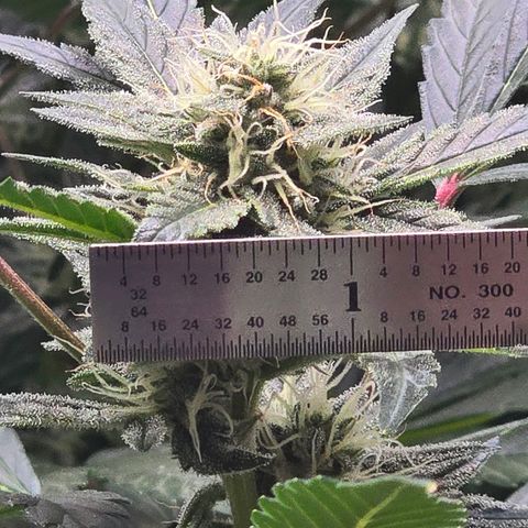 Bigfoot Baked Alaska  growlog timeline photo