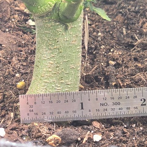 Bigfoot Baked Alaska  growlog timeline photo