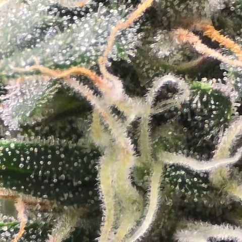 Bigfoot Baked Alaska  growlog timeline photo