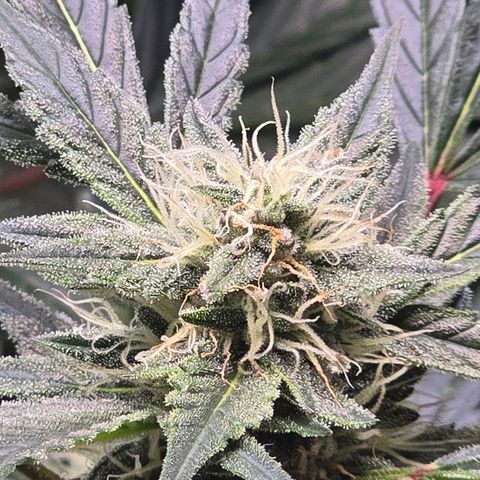 Bigfoot Baked Alaska  growlog timeline photo