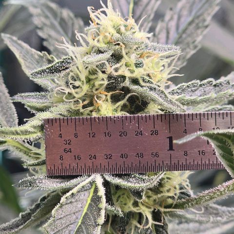 Cream Cheese  growlog timeline photo